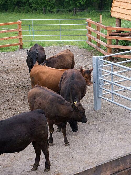 Landwirt bei seinen Mastrindern auf der Weide
6 Rinder stehen ruhig im Auslauf
Mann auf der Kanzel mit Gewehr im Anschlag
Betäubtes Rind am Arm des Hofladers
Betäubtes Tier am Ausblugen, aufgehängt am Arm des Hofladers
Hoflader setzt das tote Tier