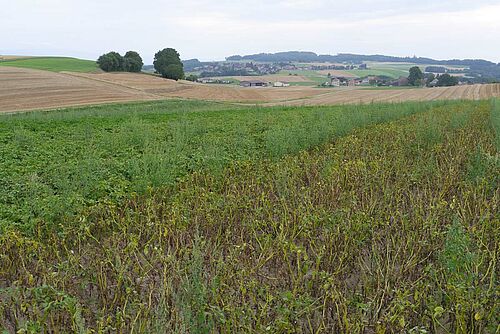A gauche, champ bien vert de pommes de terre; à droite, champ de pommes de terre dont le feuillage est vert-brun, fortement attaqué par le mildiou.