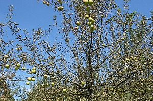 Deux variétés différentes avec une sensibilité déférente à la chute des feuilles due à marssonina photographiées le même jour