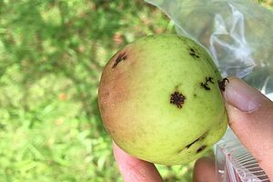 Symptômes de marssonina sur fruits en forme de taches sombres légèrement renfoncées et en partie avec des bords ramifiés. Photo: FiBL