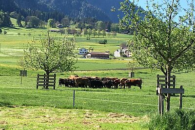 Troupeau de vaches au pâturage