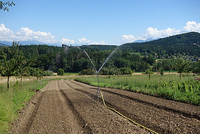 Un arroseur est installé sur une plate-bande ; on aperçoit des rangées d'arbres à droite et à gauche. Elles se trouvent en dehors de la zone arrosée.