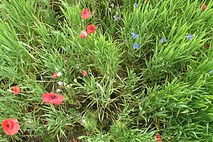 Un champ de céCeréales photographié d'en haut avec des coquelicots, des bleuets et autres. 