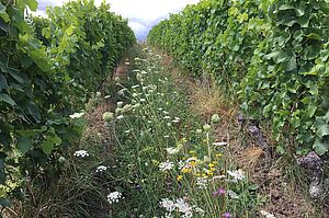 Bandes fleuries dans la vigne. Photo: FiBL, Véronique Chevillat 