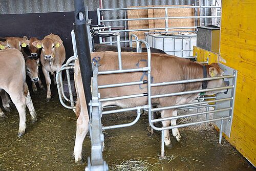 veau tétant à l'automate