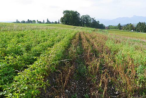 Champ de pommes de terre avec à certains endroits des plantes détruites par le mildiou.