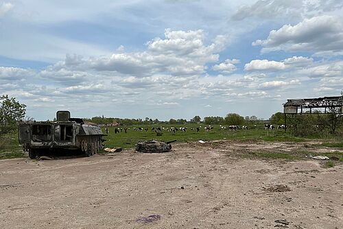 En arrière-plan, une prairie avec des vaches, au premier plan, un char détruit et l'échafaudage d'une maison.