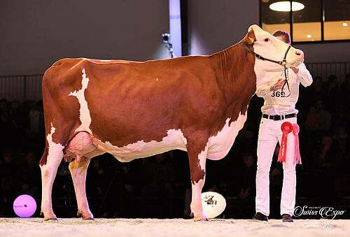 Vache montbéliarde présentée sur un ring par son propriétaire