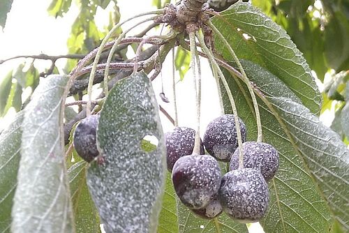 Cerises sur une branche qui semblent poudrées de blanc.