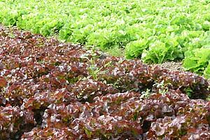 Cultures avec des salades rouges et vertes