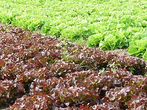 Cultures avec des salades rouges et vertes