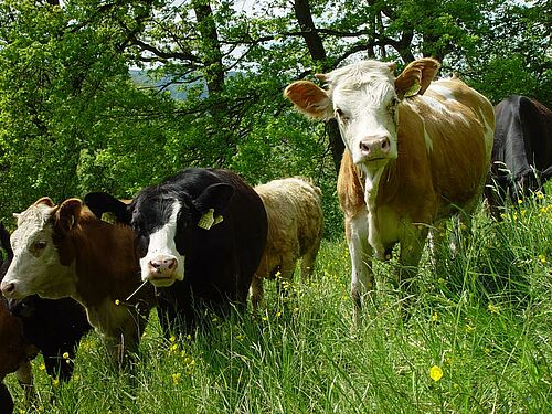 Boeufs au milieu d'un champ type pâturage d'été