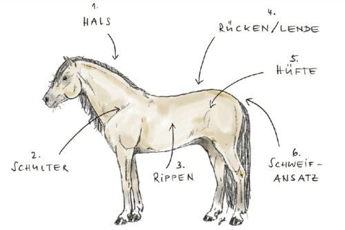 Dessin d'un cheval avec les zones importantes pour déterminer la NEC (BCS).).
