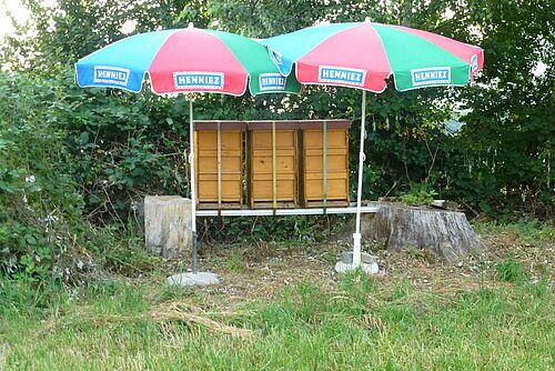 Deux ruches au bord d'une haie, ombragées par deux parasols