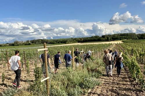 Un groupe de personnes se promène dans un vignoble avec des arbres plantés. 