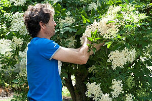 homme qui récolte des fleurs du sureau