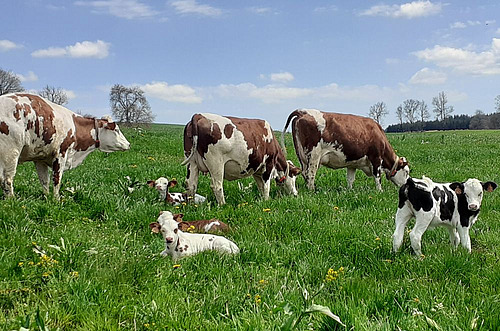 Veaux laitiers et vaches laitières ensemble au pâturage.