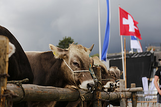 Taureaux sur le marché.