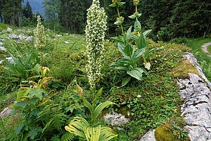 A gauche et au milieu: vérâtre blanc en fleur. A droite: gentiane jaune en fleur.