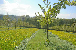 Rangées de jeunes arbres haute-tige sur prairie.