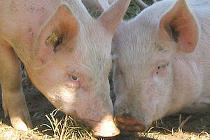 Deux porcs d'engraissement au parcours