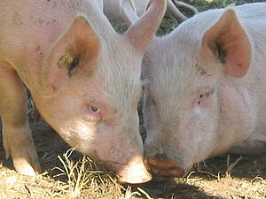 Deux porcs d'engraissement au parcours