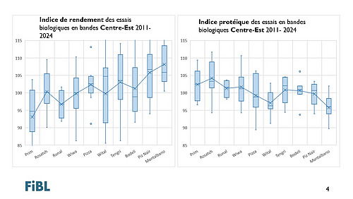 Valeurs indicielles du rendement et de la teneur en protéines des variétés de blé de mouture répertoriées dans les essais en bandes du FiBL de 2011 à 2024 dans la région Centre-Est.