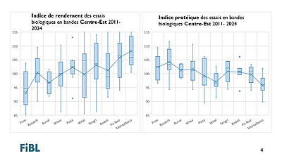 Valeurs indicielles du rendement et de la teneur en protéines des variétés de blé de mouture répertoriées dans les essais en bandes du FiBL de 2011 à 2024 dans la région Centre-Est.