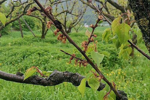 Fleurs brunes sur une branche.