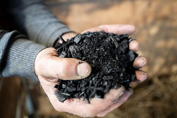 Gros plan sur deux mains tenant du charbon végétal.