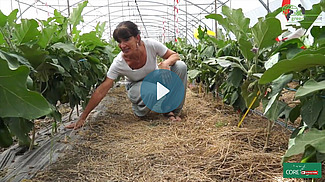 Une femme dans une serre penchée sur un paillis de paille entre des rangées d'aubergines