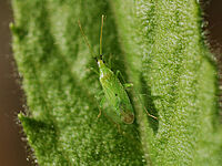 Un macrolophus sur une feuille verte.
