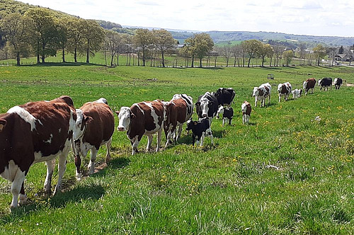 Veaux laitiers et vaches laitières ensemble au pâturage.