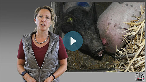 Femme parlant devant la photo avec un cochon qui mord la queue d'un autro cochon