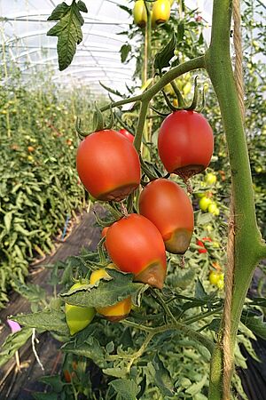 Quatre tomates avec des nécroses apicales sous serre