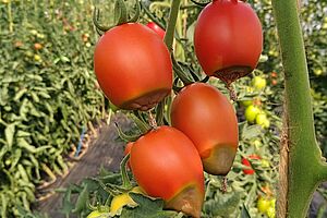 Quatre tomates avec des nécroses apicales sous serre