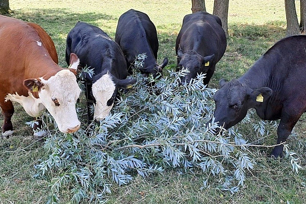 Des bovins se nourrissent des branches d'un pâturage.