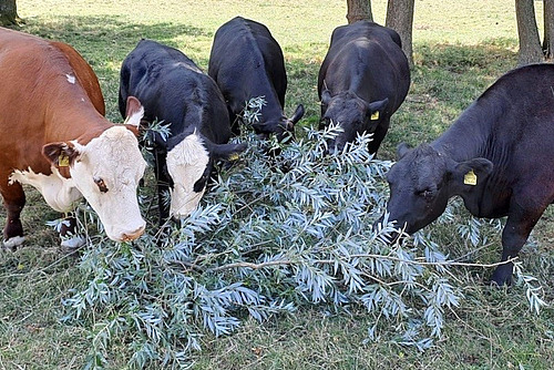 Des bovins se nourrissent des branches d'un pâturage.