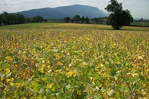 Champ de soja presque mûr, les feuilles commencent à jaunir