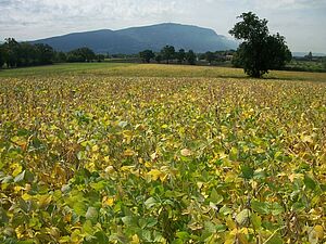 Champ de soja presque mûr, les feuilles commencent à jaunir