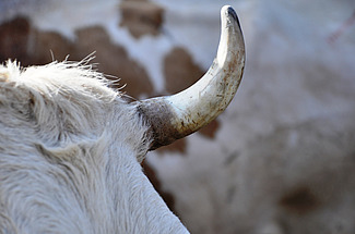 Gros plan sur une corne de vache.