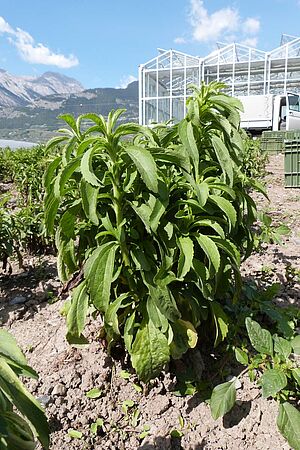 une plante de Stevia seule 