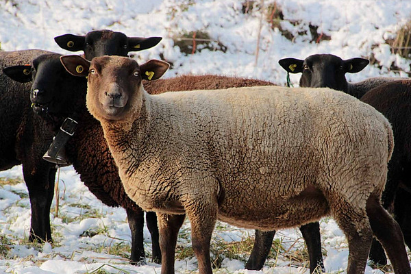 [Translate to Französisch:] Zwei schwarze und ein braunes Schaf stehen im Schnee und schauen aufmerksam in die Kamera. 