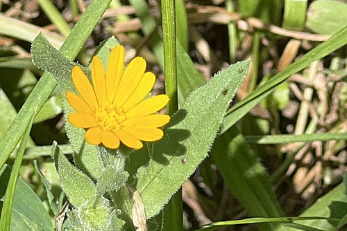 Fleur jaune du souci des champs.