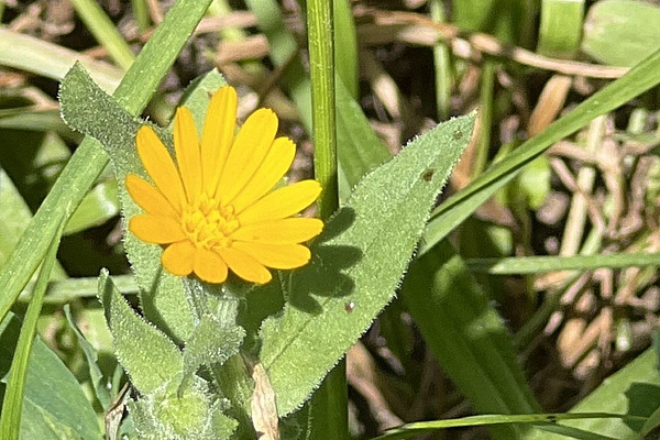 Fleur jaune du souci des champs.