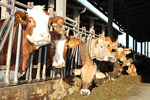 Bovins d'engraissement dans le cornadis en train de manger.
