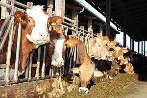 Bovins d'engraissement dans le cornadis en train de manger.