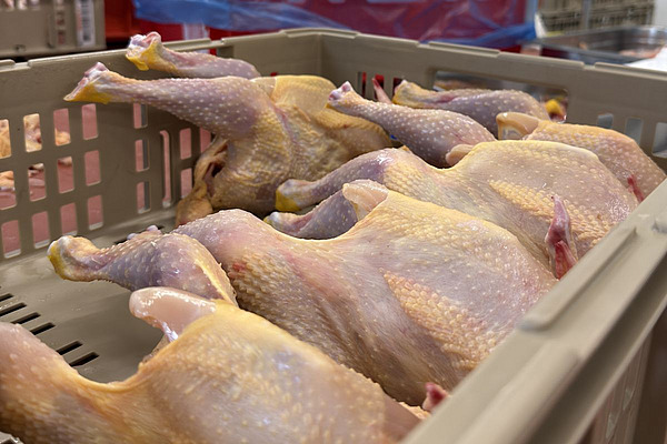 Des poulets dans une caisse.