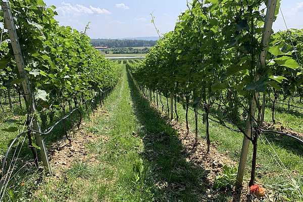 Vue sur les vignobles.