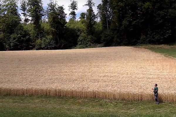 Agriculteur devant un champ de blé